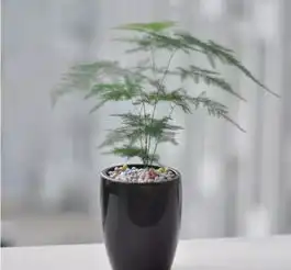 书房风水植物摆放