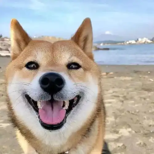 沙雕头像