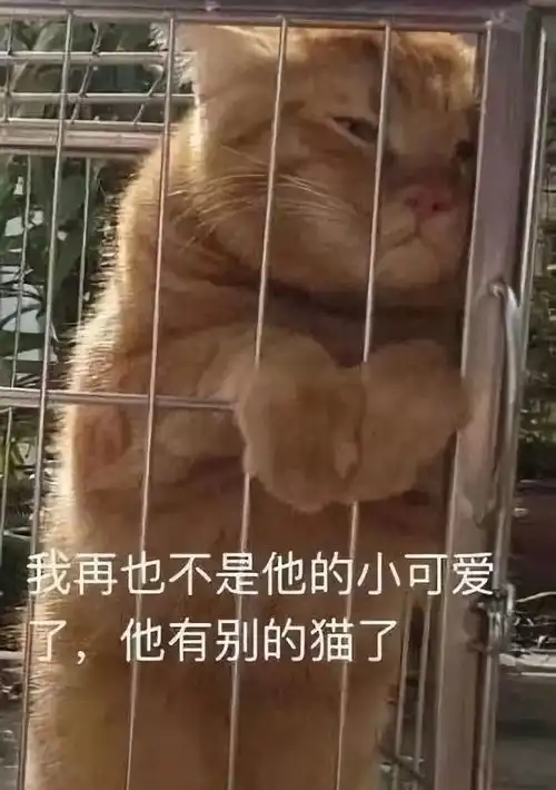 八戒,我的金箍棒在哪里棒就棒在配你的发型啊