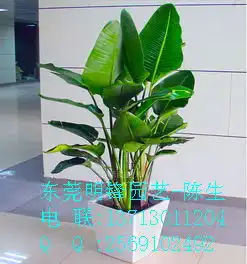 供应天堂鸟美人蕉东莞天堂鸟东莞花卉租赁价格厂家图片
