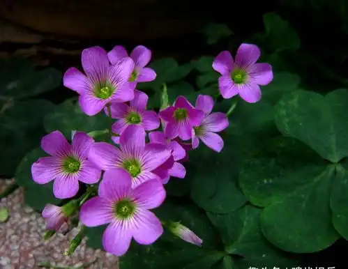 此花花色清新淡雅,别致的花姿更是令人赏心悦目,寓意为幸运