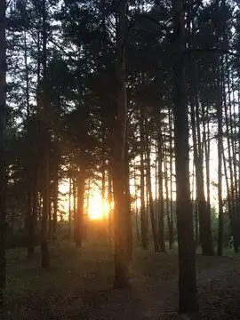 森林图片图源免费点击来源直接获取大图文件森林中的日出摄影竖幅森林高清大图