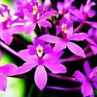 微信头像蝴蝶兰图片大全图片微信头像图片大全