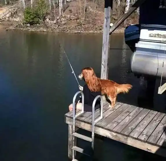 因为拍照角度的关系,才有了这些可爱搞怪的狗狗照片哦