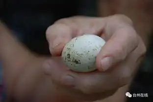 奇葩台州男子蛋蛋旁竟长了个子宫