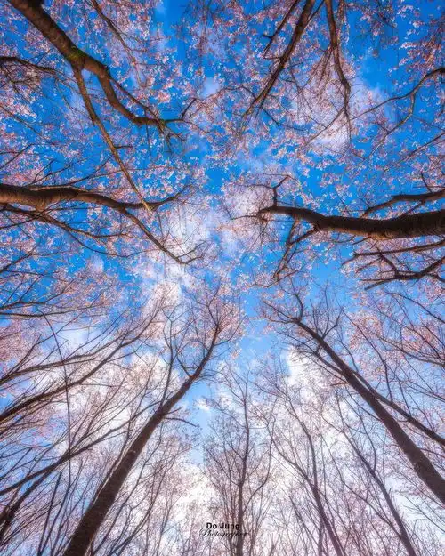 9个春天风景摄影技巧,用手机,把春天拍美吧