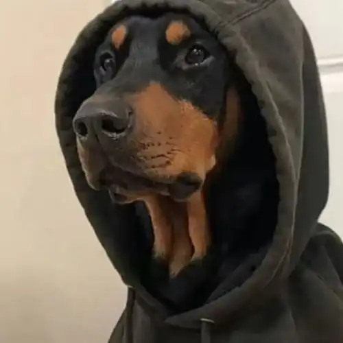 动物头像第5期穿衣服的狗狗头像,抱歉,请叫我猛男