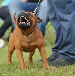 英一男子上演真实版人咬狗将狗耳朵咬掉图