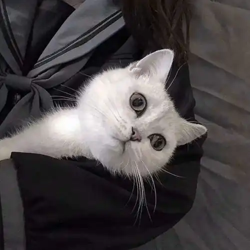 猫系女头抱猫系列