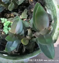 又玩几粒容县南山铁皮石斛多图