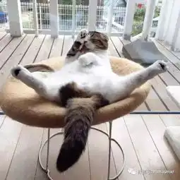 论撩人技术,你还得向喵星人学习