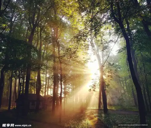 阳光梦幻森林设计图