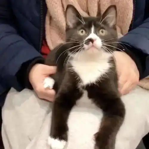 流浪小猫尾随入店,变身招财猫,助攻女店主招揽客人