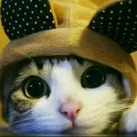 喵星人和汪星人头像微信头像图片大全