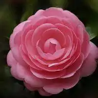 带有花的微信头像微信头像图片大全