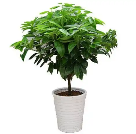 阳台摆放植物要注意哪些风水