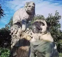 世界上最幸福的事跟随主人去旅行可偏偏有些经历