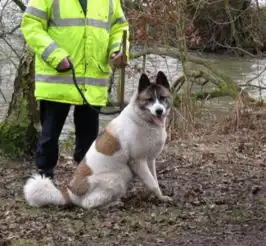 以对饲主忠诚闻名的秋田犬可爱图片的图片大全31爱宠网