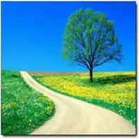 一个人一棵树头像微信头像图片大全