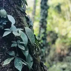 电话,地址,价格,营业时间腾冲市周边游