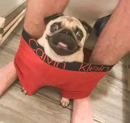 羞巴哥犬陪主人蹲马桶就算了还要钻进这里
