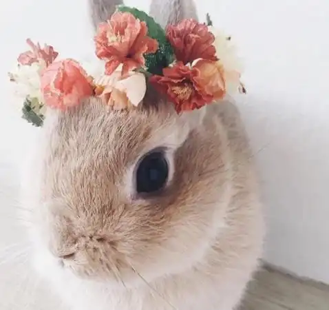 心理测试你认为哪个小动物最可爱证明你多有爱心