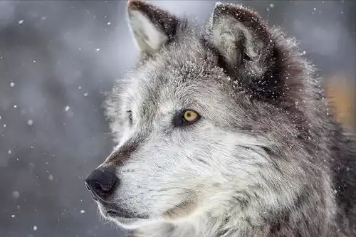 世界上血统延续最好的犬种格陵兰雪橇犬