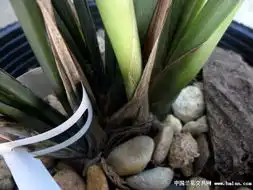 白墨140122013苗1花苞