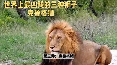 最残忍的三种狮子克鲁格狮