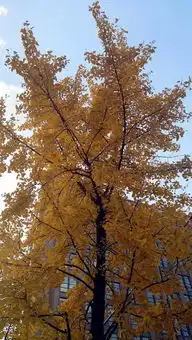 银杏叶变黄啦上海这些马路已成金光大道,快看现场美图