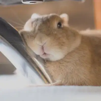 可爱兔子头像真实呆萌萌萌兔子图片大全