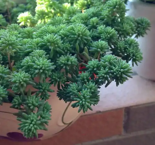 薄雪万年草多肉喜水抗寒不抗旱,美在冬天死在夏天