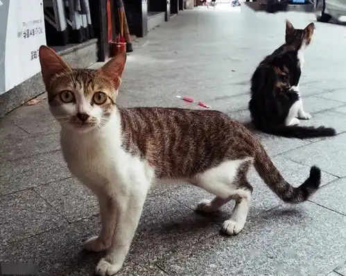 狸花猫的优缺点,看完后,你想养一只吗