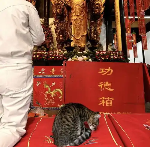 还真别不信养猫真的可以转运猫咪玄学真的太有意思了