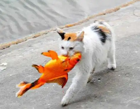 猫咪时常出去半天,男子好奇干起跟踪行当,看到眼前一幕羞愧不已