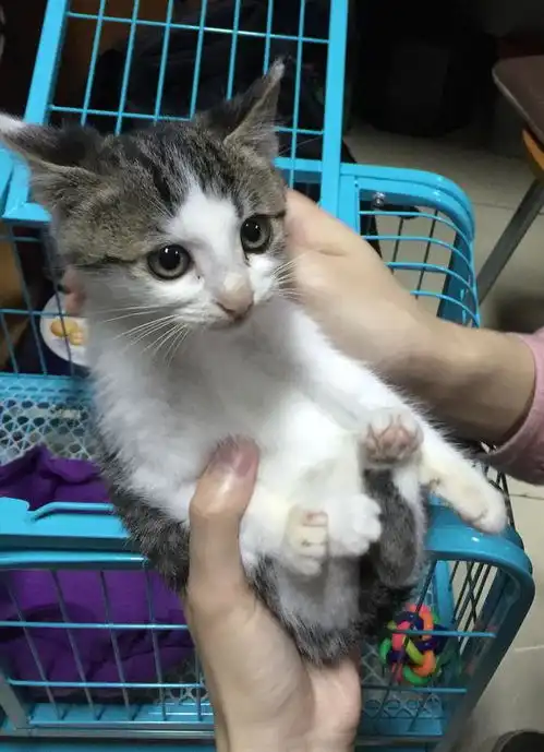 流浪猫钻进车底,男子卸了轮胎才将猫救出,好赞