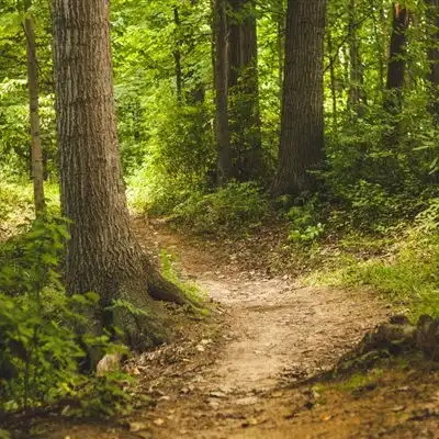 意境唯美微信头像风景森林,给每一位看到的朋友带来好心情