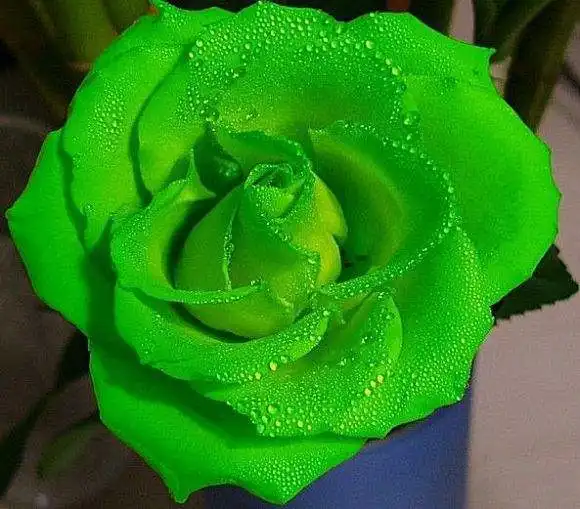 最快下个星期,缘分与桃花同心协力,一起牵手到白头的四大生肖