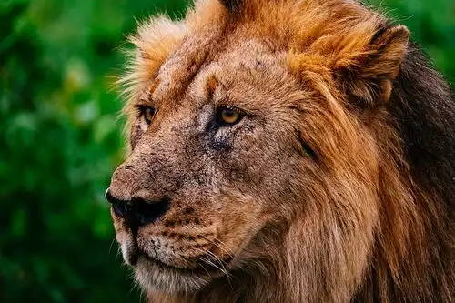 非洲五霸都是啥你与狂野奔放只差一个克鲁格国家公园