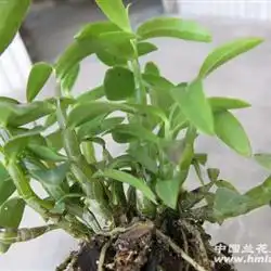 霍山铁皮石斛2年以上苗有15以上32