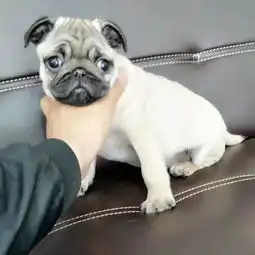 疫苗做好纯种巴哥犬丨健康有保障丨签署协议支持送货
