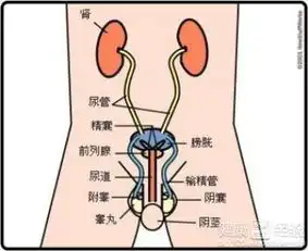 前列腺炎的症状和危害