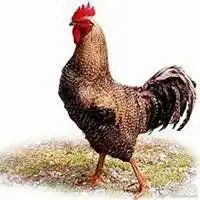 35岁人微信头像属鸡微信头像图片大全