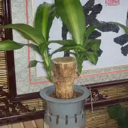 12星座最配风水植物