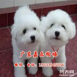 东莞哪里有卖比熊东莞到哪里买狗比较好嘉乐狗场