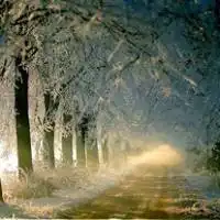 微信头像树林风景图片微信头像图片大全