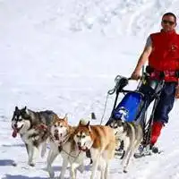 雪橇三傻合影头像图片