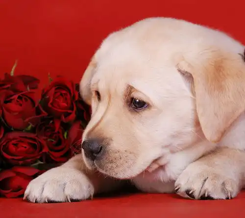 萌宠汪星人头像壁纸