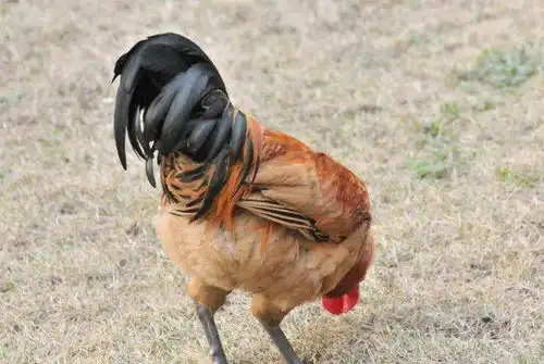 生肖鸡12月14号不宜办事,你知道12月14号是什么日子吗