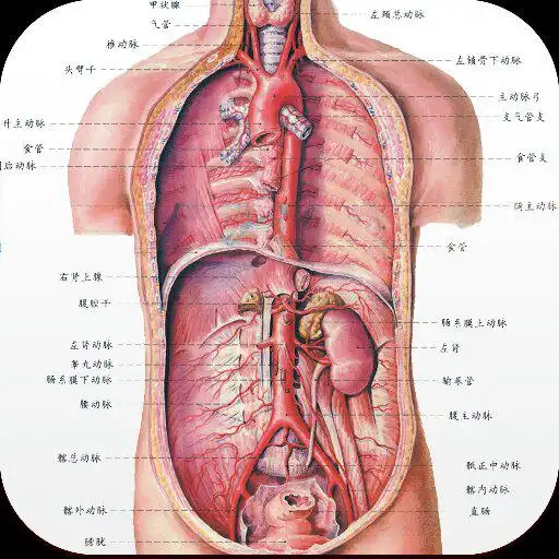 求一张男性人体内脏高清图,要那种能放大了都可以看清楚字的,越详细越好,谢了